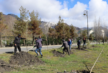 “Şəhərsalma və Memarlıq ili” ilə əlaqədar Qəbələ rayonu ərazisində ağacəkmə aksiyası davam etdirilir