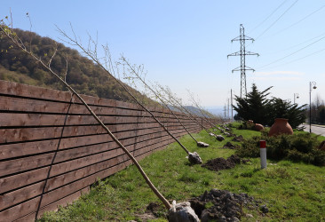 “Şəhərsalma və Memarlıq ili” çərçivəsində Qəbələ şəhər ərazisində ağacəkmə aksiyasına başlanılmışdır.