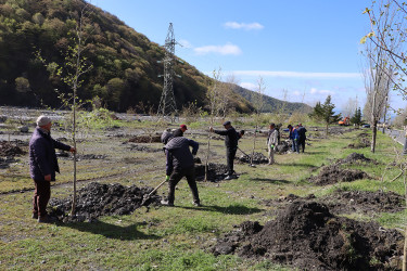 “Şəhərsalma və Memarlıq ili” ilə əlaqədar Qəbələ rayonu ərazisində ağacəkmə aksiyası davam etdirilir