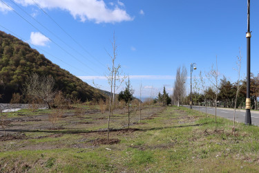 “Şəhərsalma və Memarlıq ili” ilə əlaqədar Qəbələ rayonu ərazisində ağacəkmə aksiyası davam etdirilir