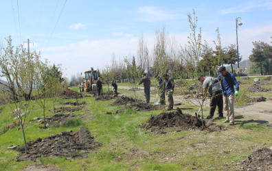 “Şəhərsalma və Memarlıq ili” ilə əlaqədar Qəbələ rayonu ərazisində ağacəkmə aksiyası davam etdirilir