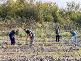 27 sentyabr – Anım günü ilə əlaqədar Qəbələ rayonunda ağacəkmə aksiyası davam etdirilir