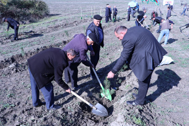 Qəbələdə “8 Noyabr – Zəfər Günü”nə həsr edilmiş ağacəkmə aksiyası keçirilmişdir