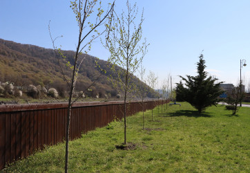 “Şəhərsalma və Memarlıq ili” çərçivəsində Qəbələ şəhər ərazisində ağacəkmə aksiyasına başlanılmışdır.