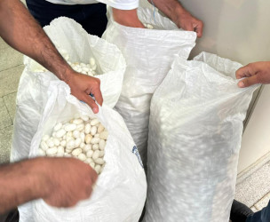 Qəbələ rayonunda kümçülər tərəfindən yaş barama tədarükünə başlanılmışdır
