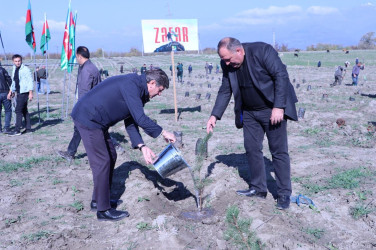 Qəbələdə “8 Noyabr – Zəfər Günü”nə həsr edilmiş ağacəkmə aksiyası keçirilmişdir