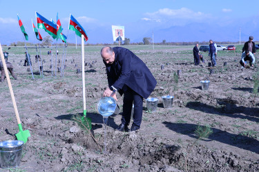 Qəbələdə “8 Noyabr – Zəfər Günü”nə həsr edilmiş ağacəkmə aksiyası keçirilmişdir