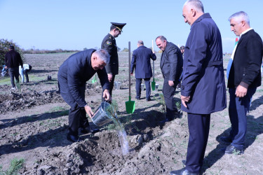 Qəbələdə “8 Noyabr – Zəfər Günü”nə həsr edilmiş ağacəkmə aksiyası keçirilmişdir
