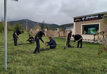 Qəbələdə magistral avtomobil yollarının kənarlarında ağacəkmə aksiyası davam edir