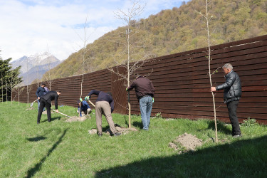 “Şəhərsalma və Memarlıq ili” çərçivəsində Qəbələ şəhər ərazisində ağacəkmə aksiyasına başlanılmışdır.