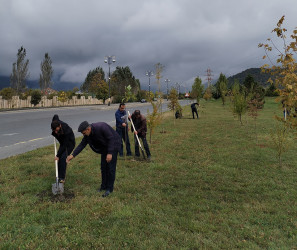 Qəbələdə magistral avtomobil yollarının kənarlarında ağacəkmə aksiyası davam edir