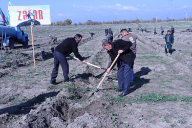 Qəbələdə “8 Noyabr – Zəfər Günü”nə həsr edilmiş ağacəkmə aksiyası keçirilmişdir