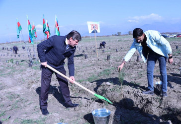 Qəbələdə “8 Noyabr – Zəfər Günü”nə həsr edilmiş ağacəkmə aksiyası keçirilmişdir