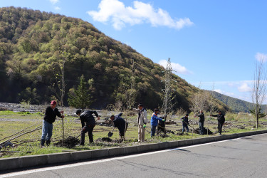 “Şəhərsalma və Memarlıq ili” ilə əlaqədar Qəbələ rayonu ərazisində ağacəkmə aksiyası davam etdirilir