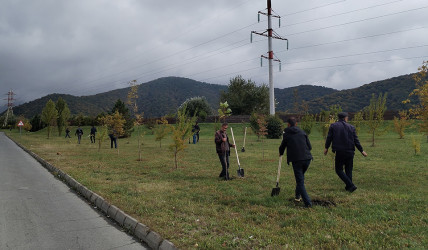 Qəbələdə magistral avtomobil yollarının kənarlarında ağacəkmə aksiyası davam edir