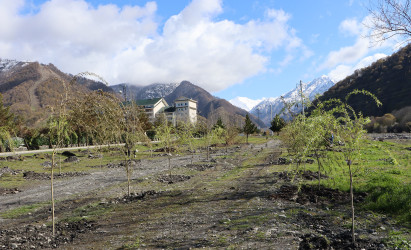 “Şəhərsalma və Memarlıq ili” ilə əlaqədar Qəbələ rayonu ərazisində ağacəkmə aksiyası davam etdirilir
