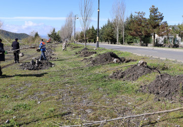 “Şəhərsalma və Memarlıq ili” ilə əlaqədar Qəbələ rayonu ərazisində ağacəkmə aksiyası davam etdirilir