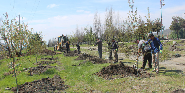 На территории Габалинского района продолжается акция по посадке деревьев в рамках «Года градостроительства и архитектуры»