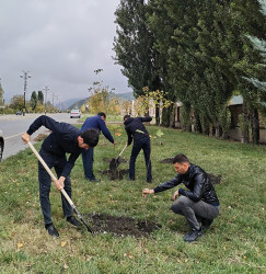 Qəbələdə magistral avtomobil yollarının kənarlarında ağacəkmə aksiyası davam edir